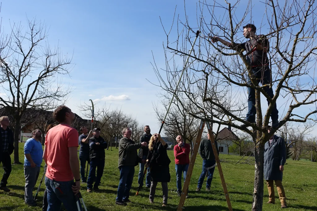 Ein Vortragender zeigt auf einem Obstbaum stehend vor, wie ein Baum zu schneiden ist.