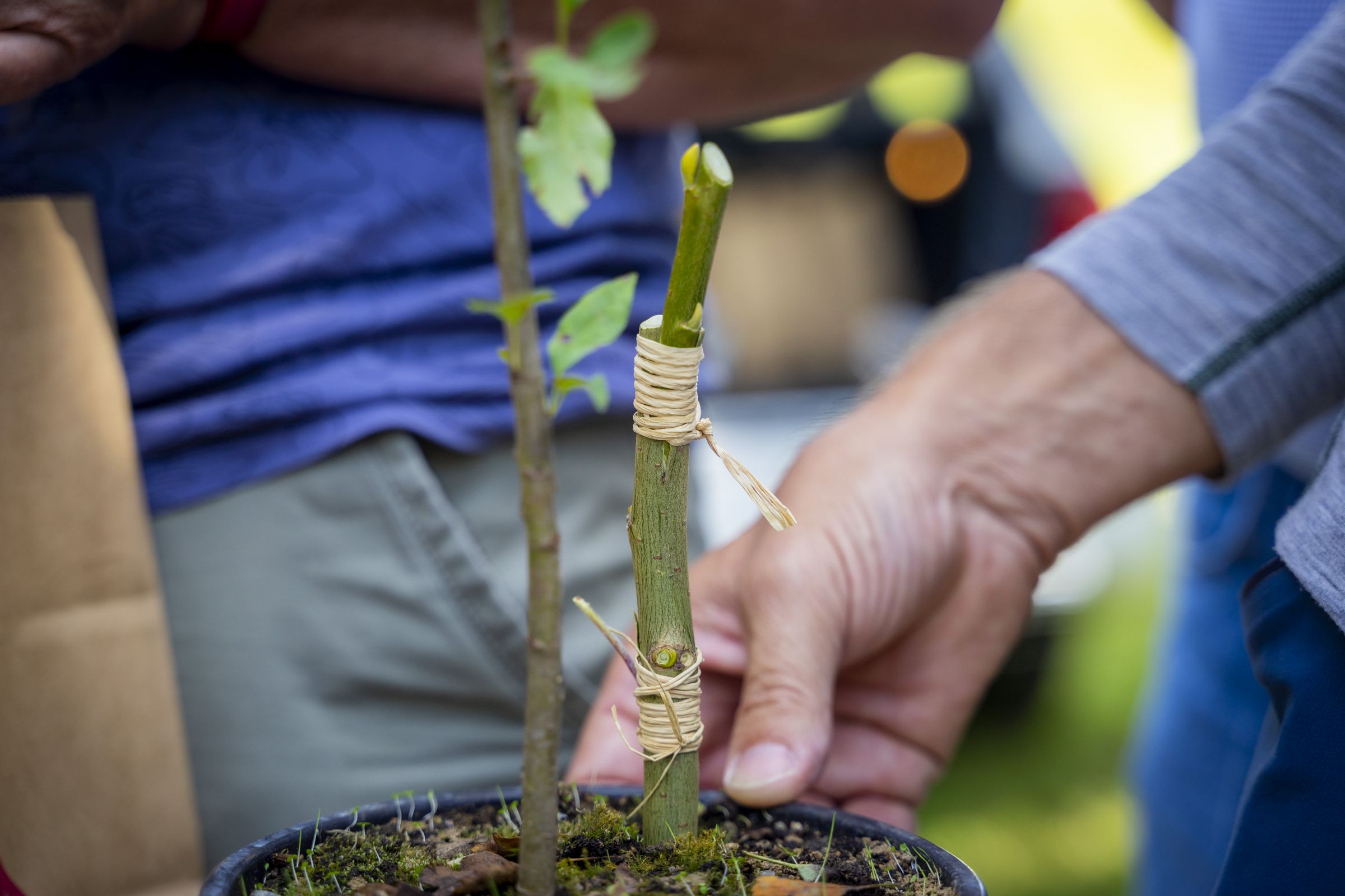 Unter professioneller Leitung die Obstbaumpflege erlernen: Baumschnitt- und Veredelungskurse finden in Purgstall, Göstling, Sonntagberg und Gresten-Land statt. Foto: Moststraße